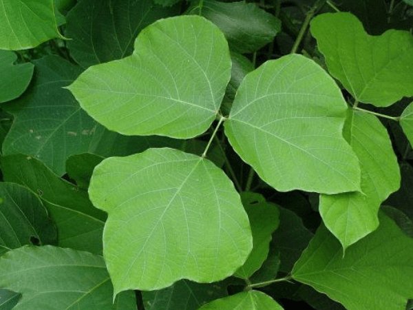 ಕುಡ್ಜು ಸಾರ