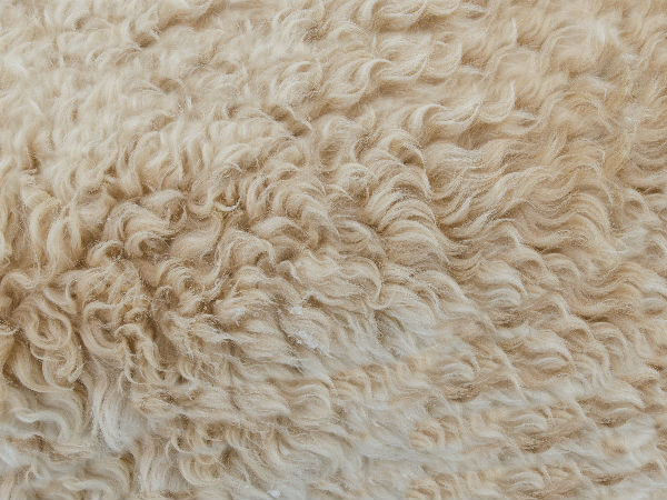 ಆಕರ್ಷಕ ರಗ್/ಕಂಬಳಿ ಬಳಕೆ