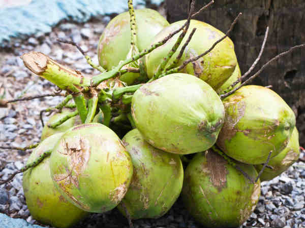 ಎಳನೀರನ್ನು ಕುಡಿಯಿರಿ 