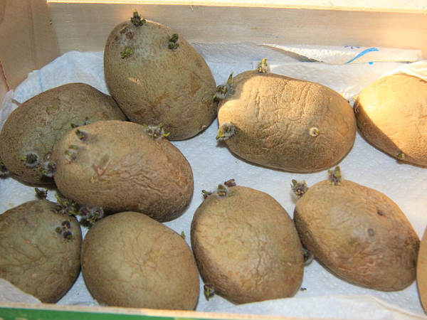 ಮೊಳಕೆ ಬಂದ ಬಳಿಕ ಆಲೂಗಡ್ಡೆಯನ್ನು ಸೇವಿಸಲೇಬೇಡಿ