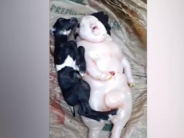 ಪಶುವೈದ್ಯರು ಸಿಸೇರಿಯನ್ ಮಾಡಿದರು