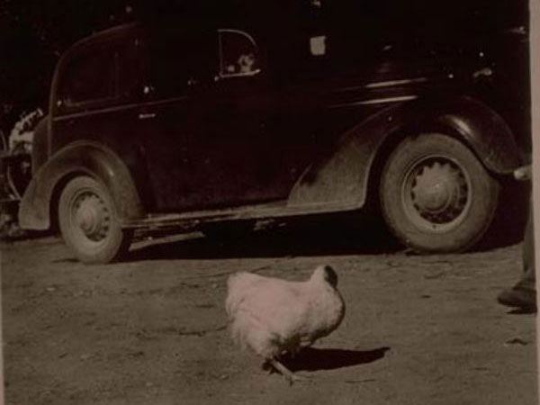 ಲಾಯ್ಡ್ ಕೋಳಿಯಿಂದಾಗಿ ಶ್ರೀಮಂತನಾದ