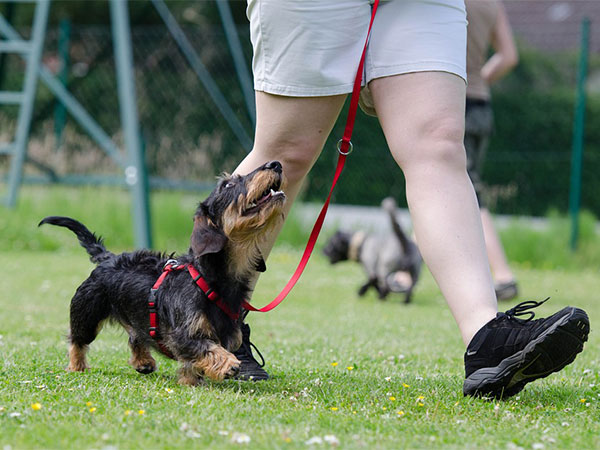 ನಾಯಿಯು ಮಗುವಿನ ಮೇಲೆ ದಾಳಿ ಮಾಡಿತು! 