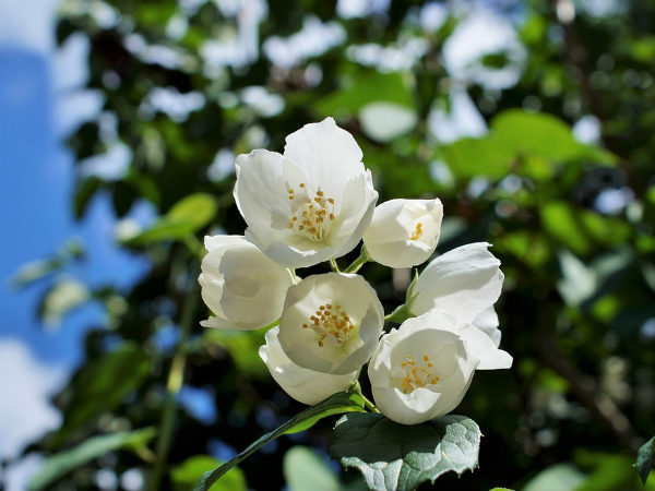 ಪೂಜೆಗೆ ಬಳಸಬಹುದಾ ಹೂವುಗಳು