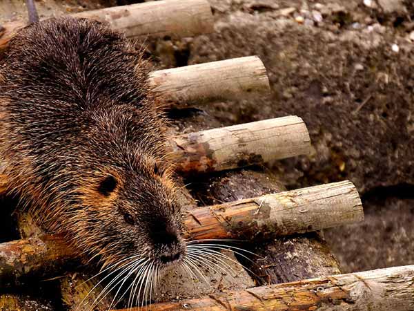 ತಜ್ಞರ ಪ್ರಕಾರ 