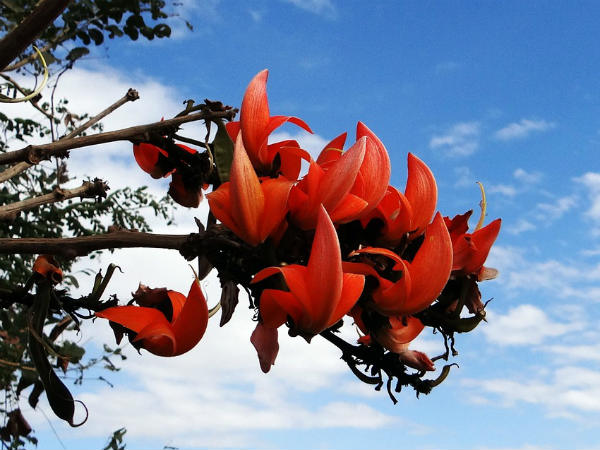 ಹೂವುಗಳನ್ನು ಪೂಜೆಗೆ ಬಳಸುವಾಗ ಕೆಲವೊಂದು ನಿಯಮಗಳಿಗೆ