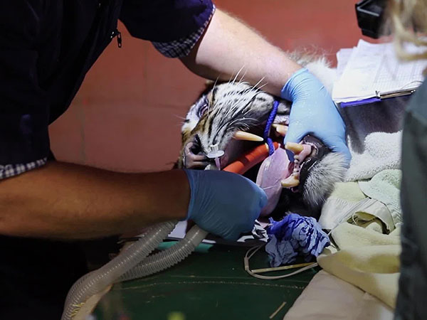 11 ವರ್ಷದ ಹುಲಿ