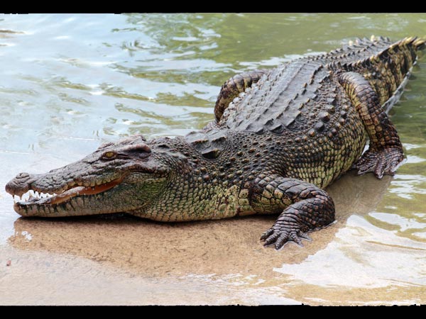 ಪಶುವೈದ್ಯರು ಮೊಸಳೆಯ ಮರಣೋತ್ತರ ಪರೀಕ್ಷೆ ನಡೆಸಿದರು