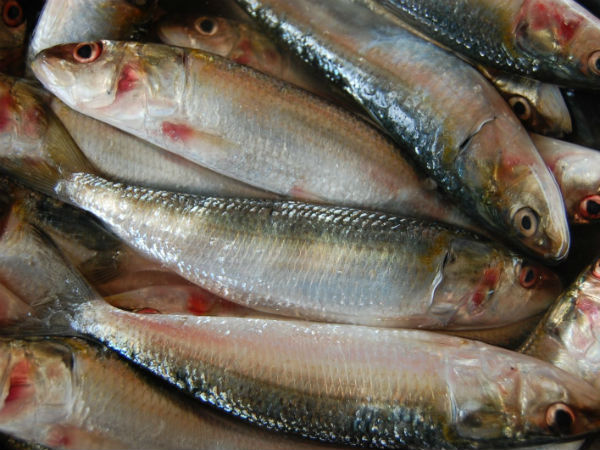 ಮ್ಯಾಕ್ರೋನ್ಯೂಟ್ರಿಯಂಟ್ಸ್ ಗಳು ಮ್ಯಾಕ್ರೋನ್ಯೂಟ್ರಿಯಂಟ್ಸ್ ಗಳು