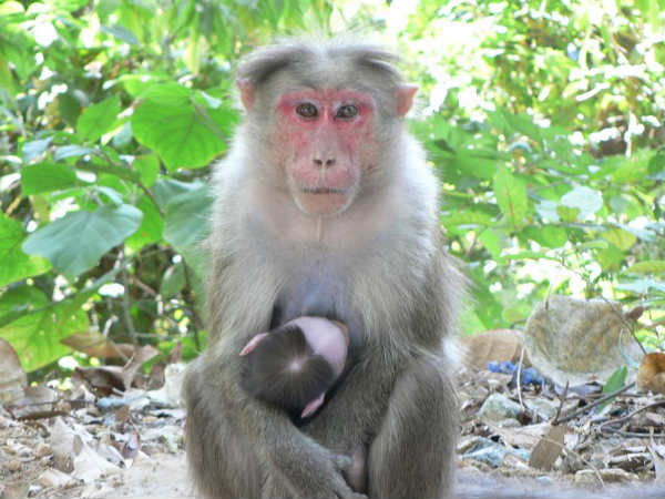 ಈ ರೋಗ ಹೇಗೆ ಹರಡುತ್ತದೆ