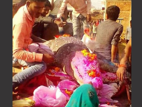 ಮೊಸಳೆಯು ಅಪಾಯಕಾರಿಯಾಗಿರಲಿಲ್ಲ