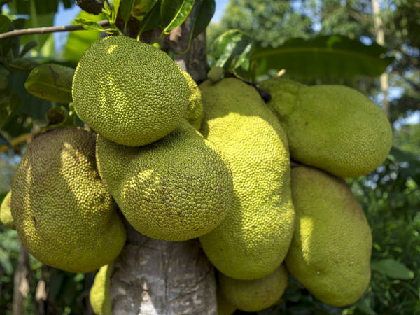 ಪ್ರತಿರಕ್ಷಣೆಯನ್ನು ಬಲಪಡಿಸುತ್ತದೆ