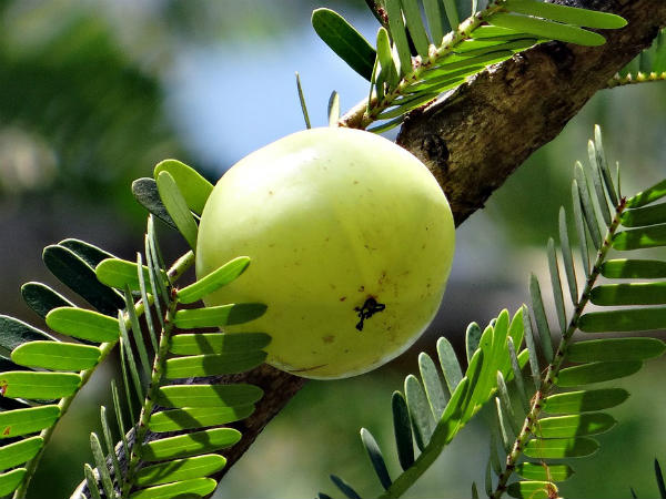ನೆಲ್ಲಿಕಾಯಿ ಮತ್ತು ಮದರಂಗಿ ಪ್ಯಾಕ್