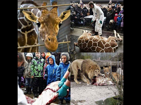 ವಯಸ್ಸಾದ ಪ್ರಾಣಿಗಳನ್ನು ಕೊಲ್ಲಲಾಗುತ್ತದೆ!