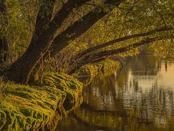 ಲುಬ್ಧಕ ಕಾಡಿನಲ್ಲಿ ದಾರಿ ತಪ್ಪಿದ ಲುಬ್ಧಕ ಕಾಡಿನಲ್ಲಿ ದಾರಿ ತಪ್ಪಿದ