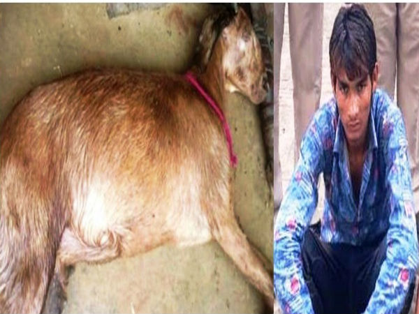 ಆಡಿನ ದೇಹವನ್ನು ಪಶು ಆಸ್ಪತ್ರೆಗೆ ಕೊಂಡೊಯ್ಯಲಾಗಿದೆ ಆಡಿನ ದೇಹವನ್ನು ಪಶು ಆಸ್ಪತ್ರೆಗೆ ಕೊಂಡೊಯ್ಯಲಾಗಿದೆ