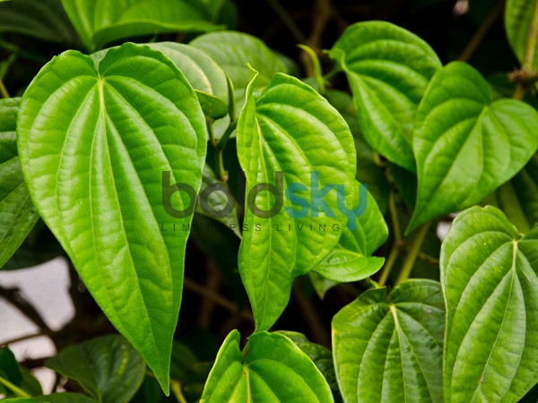 ಸೂರ್ಯ ದೇವನ ಪೂಜೆಗೆ ಅಗತ್ಯ ವಸ್ತುಗಳು