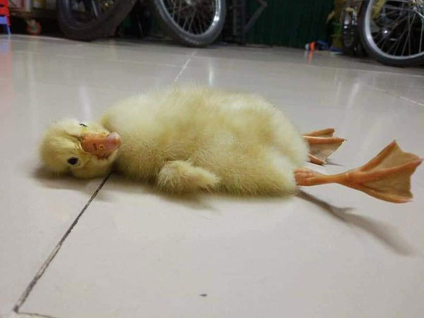 ಬಾಲೌಟ್ ತಿನ್ನಲು ಆ ಮಹಿಳೆಯು ಬಯಸಿದ್ದರು