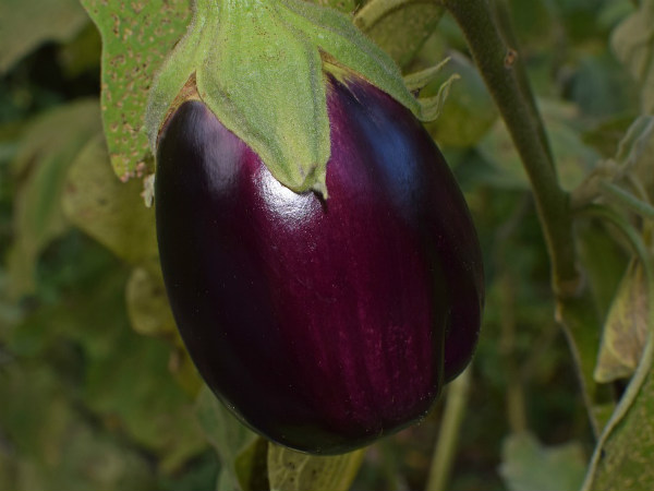 ನರವಲಿಗಳಿಗೆ ಗುಡ್ ವೈ ಹೇಳಿ