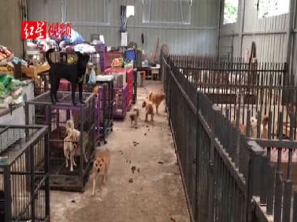 ನಾಯಿಗಳನ್ನು ಸಾಕಲು ಒಂದು ಸ್ಥಳವನ್ನು ಕಂಡುಕೊಂಡನು