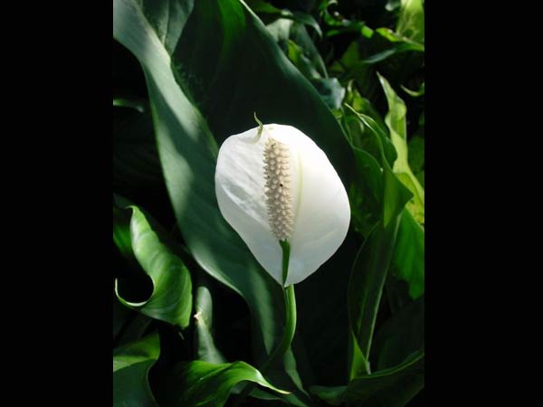 Vastu Plant for Home