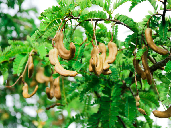 ಹುಣಸೆ ಮರದ ಸಣ್ಣ ತುಂಡನ್ನು ಇಟ್ಟುಕೊಳ್ಳಿ