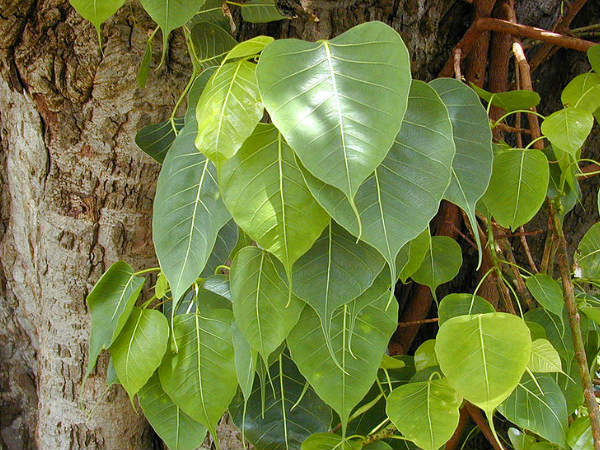 ಅಶ್ವತ್ಥ ಮರಕ್ಕೆ ನೀರುಣಿಸಿ