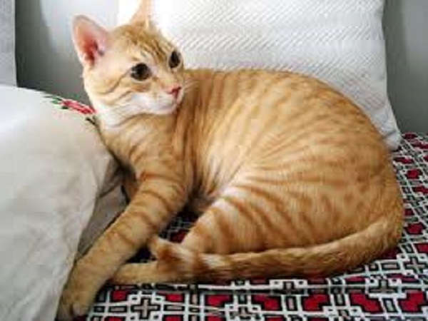 ಧನು ರಾಶಿ: ಸಾಕಿದ ಬೆಕ್ಕು