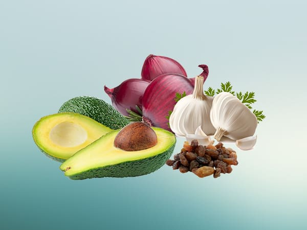 ನಾಯಿಗಳಿಗೆ ನೀಡಲೇಬಾರದ ಆಹಾರಗಳು ನಾಯಿಗಳಿಗೆ ನೀಡಲೇಬಾರದ ಆಹಾರಗಳು