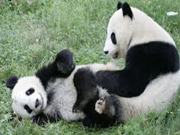 Cute Pandas