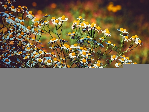 4. ಫೆವರ್ಫ್ಯೂ ಪ್ರಯತ್ನಿಸಿ