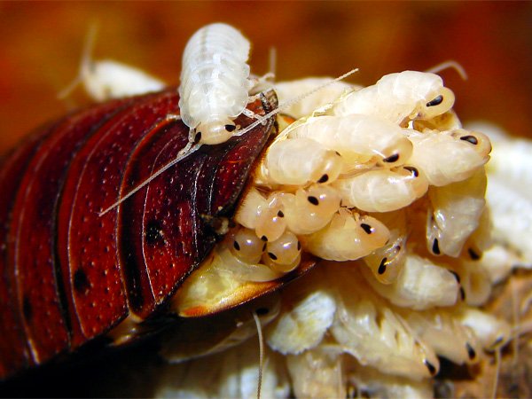 ಈ ಹಾಲನ್ನು ತೆಗೆಯುವುದು ಹೇಗೆ?