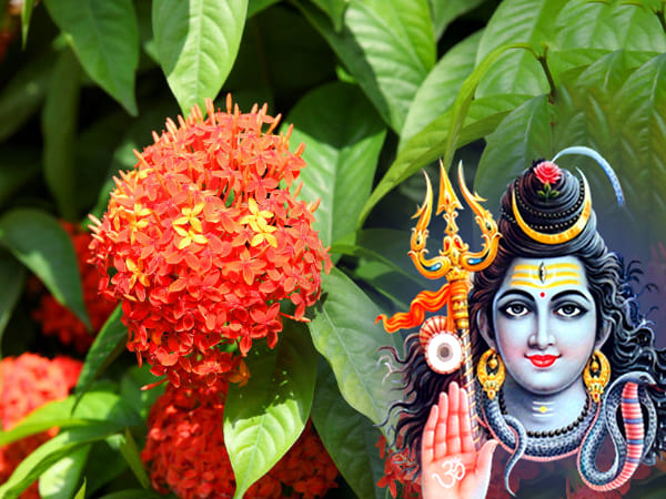 ದಾಳಿಂಬೆ ಎಲೆ