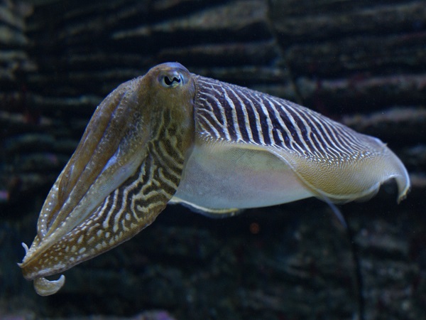 3. ಬೊಂಡಾಸ್‌ ಮೀನು (Squid)
