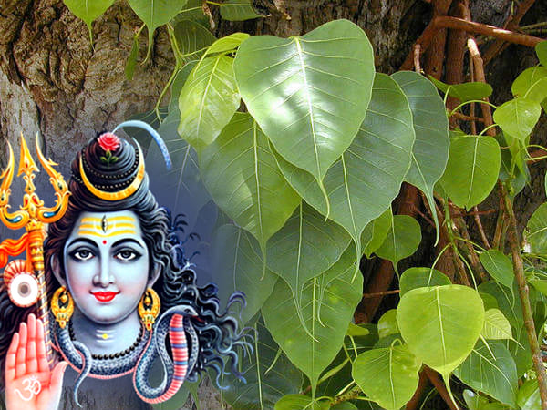 ಅಶ್ವಥ ಮರದ ಎಲೆ