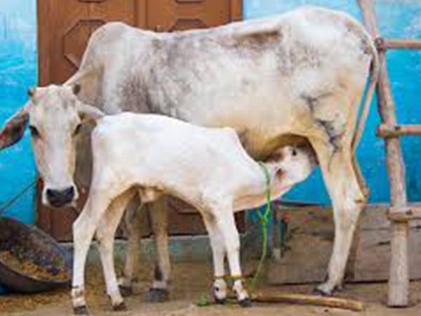 ಪವಾಡ ಸೃಷ್ಟಿಸುವ ಕಾಮಧೇನು