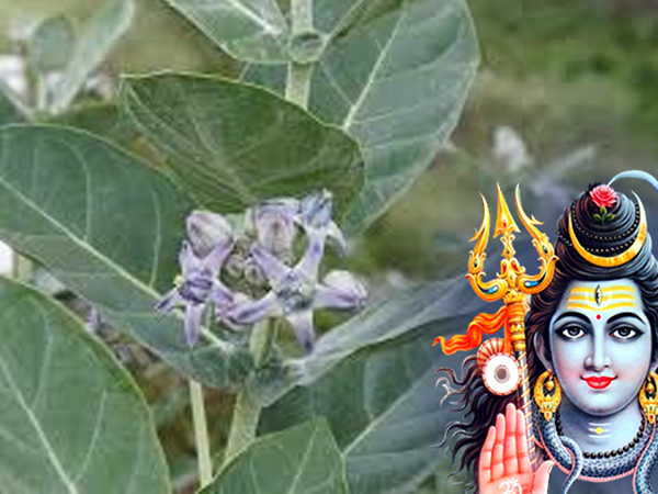 ಎಕ್ಕ ಗಿಡದ ಎಲೆ