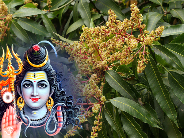 ಮಾವಿನ ಮರದ ಎಲೆ