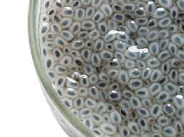 ರೋಗ ನಿರೋಧಕ ಶಕ್ತಿ ಹೆಚ್ಚುವುದು