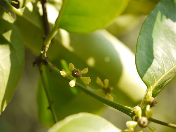 ಸಪ್ತರಂಗಿ