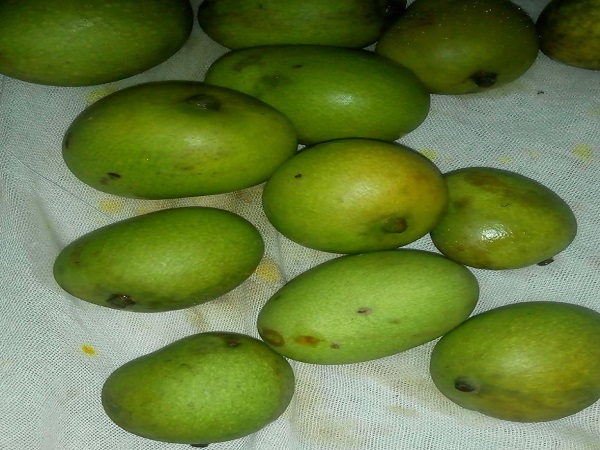 Mango Fruit Sweet Curry