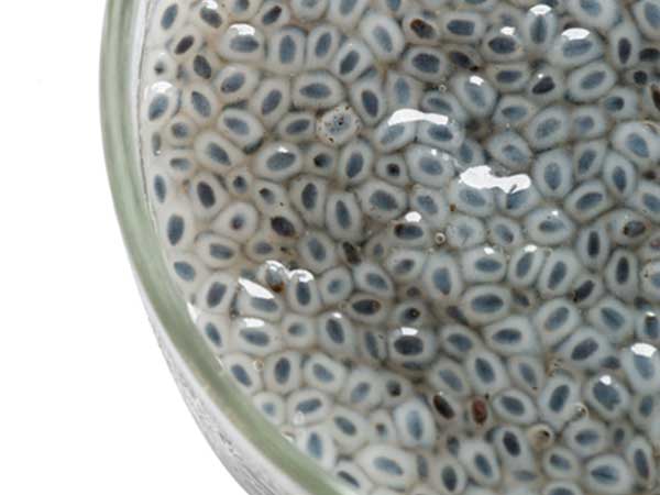 ಚಿಯಾ ಮತ್ತು ಸಜ್ಬಾ ಬೀಜಗಳು ಹೇಗೆ ಕಾಣುತ್ತವೆ?