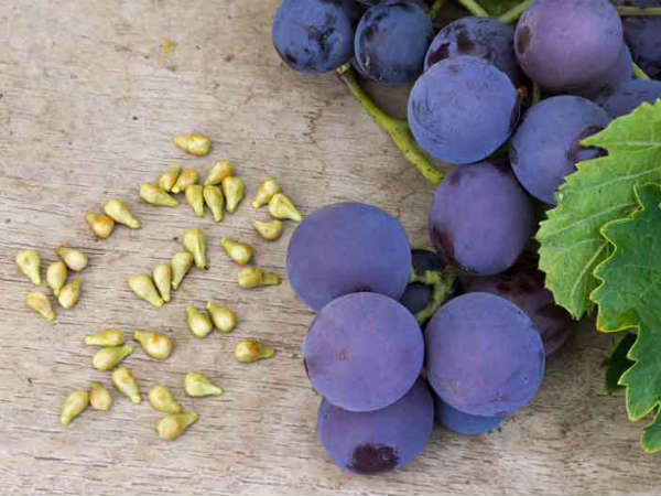 7. ದ್ರಾಕ್ಷಿ ಬೀಜದ ಸಾರ (Grape Seed Extract)