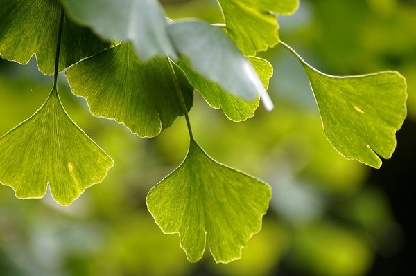  8. ಗಿಂಕ್ಗೊ ಬೈಲೋಬಾ (Ginkgo Biloba)