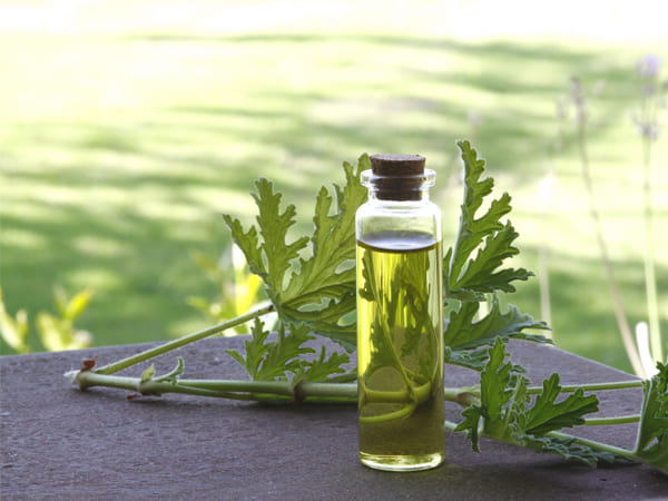 8. ಗೆರೇನಿಯಮ್ ಸುವಾಸನೆ ಎಣ್ಣೆ 8. ಗೆರೇನಿಯಮ್ ಸುವಾಸನೆ ಎಣ್ಣೆ