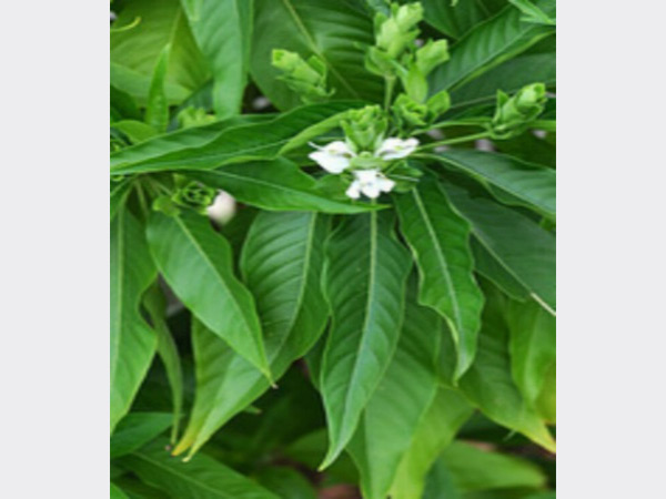 ಅಡ್ಡಪರಿಣಾಮಗಳಿವೆಯೇ?