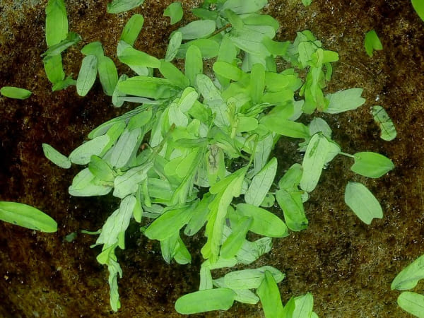 tamarind leaf chutney recipe