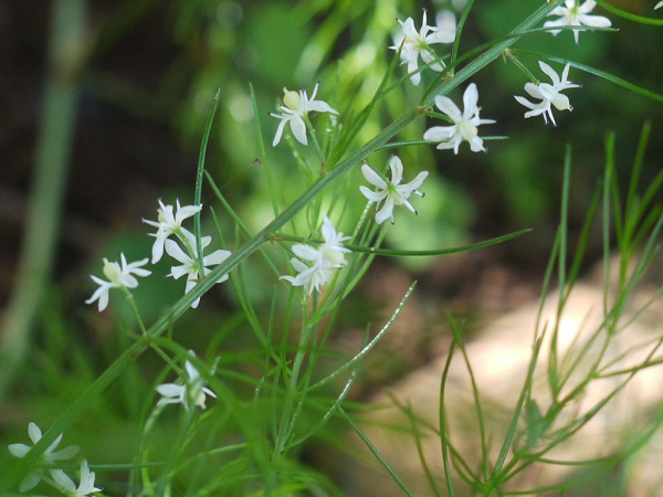 ಶತಾವರಿಯ ಅಡ್ಡಪರಿಣಾಮಗಳು