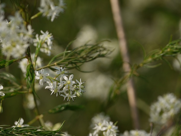 ಫಲವತ್ತತೆ ಸಮಸ್ಯೆಗಳಿಗೆ ಚಿಕಿತ್ಸೆ ನೀಡಲು ಶಿಫಾರಸು ಮಾಡಲಾಗುವ ಪ್ರಾಥಮಿಕ ಗಿಡಮೂಲಿಕೆ ಎಂದು ಶತಾವರಿಯನ್ನು ಪರಿಗಣಿಸಬಹುದು, ಆದರೆ ಅದರ