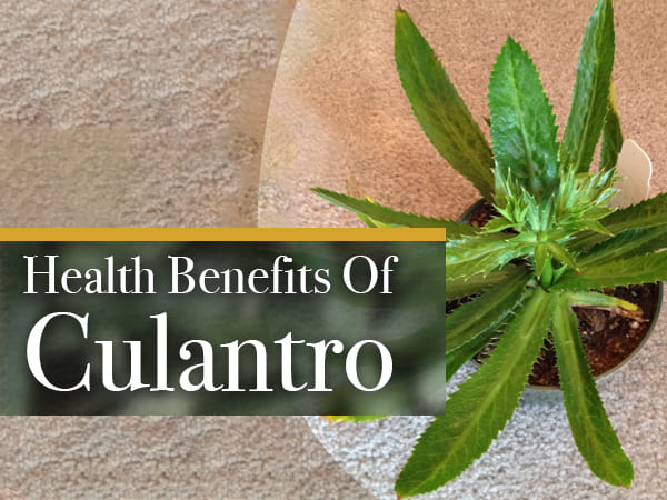 culantro health benefits culantro health benefits